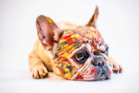 The Ultimate Guide To Choosing Pet-Friendly Colour